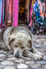 A stray dog on Mostar street