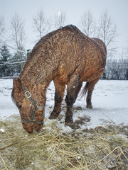 Brown horse in falling snow with close face