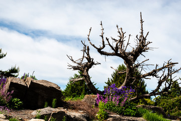 Beautiful landscape of the park