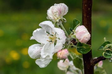 Obraz premium Apple flower and water drops.