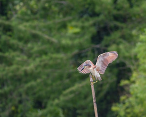 Rufous night-heron settling on top of bamboo pole