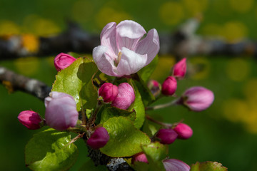 Close up of apple tree flower.