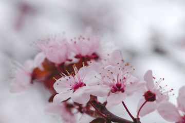 Cherry plum pink flowers blossom detail