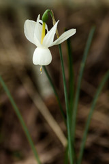Fototapeta premium Wild narcissus triandrus or Angel's tears flower
