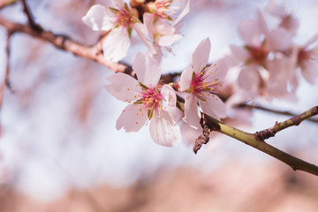 Almond tree flowers blossom close up