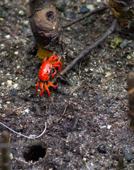 Red mangrove crab heading for hole