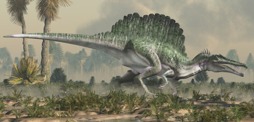 A spinosaurus in a wet lowland.  Spinosaurus was semi-aquatic dinosaur from the Cretaceous period.  It was one of the largest carnivorous dinos ever.  3D Rendering