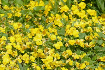 Gelbe Windröschen (Anemone ranunculoides)