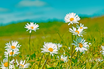 Obraz na płótnie Canvas field of daisies