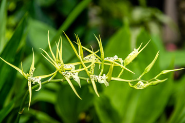 Orchids family plants