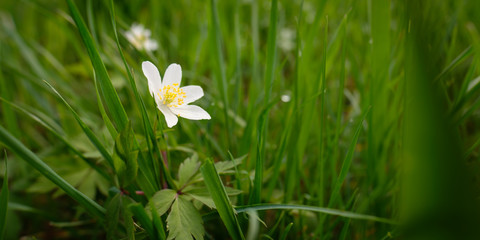 Blüte weiß Buschwindröschen (Anemone nemorosa)