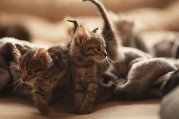 Brood of little cute kittens on blanket. Care in animal shelter.