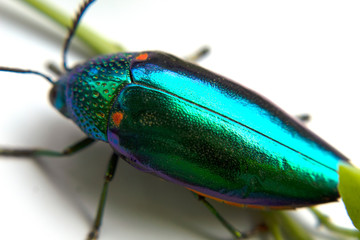 buprestis beetle beautiful shiny jewel bug  on  white background, green beetle 