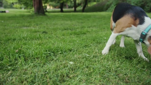 Close-up of a cute bigl little dog sniffing green grass walking in the park on a warm summer day.