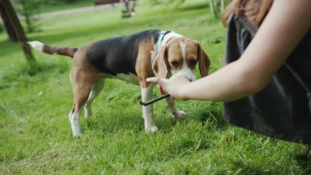happy family moments. close-up of a cheerful girl playing and training her little dog in the park with a stick sitting on the green grass.