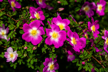 Purple flowers in the garden