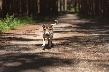 Obedient hunting dog is running in the forest on a path