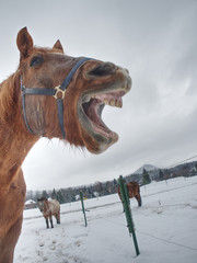 Horse enjoys snow in winter paddock