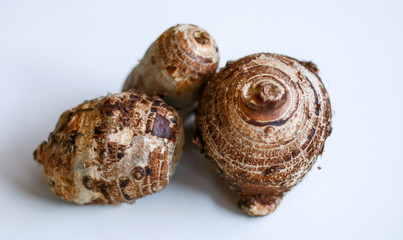 Taro or Colocasia esculenta on white background.