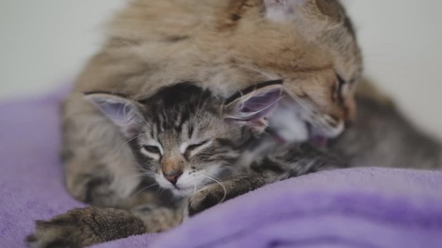 Big cat licks little kitten. Parent's care for the child.