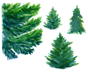 Watercolor hand drawn three green fir trees and one big element of spruce branch. Design for winter background, wrapping paper, packaging. Winter theme.