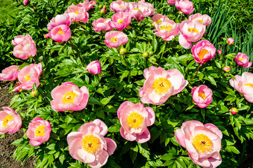 Peony flowers 