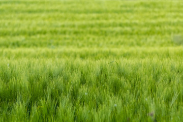 Background of a green grass