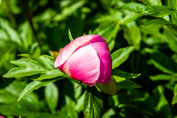 Peony flowers 