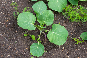 Obraz premium young cabbage growing in organic soil