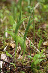 Early sprouts of the Ladys-slipper orchid Cypripedium calceolus
