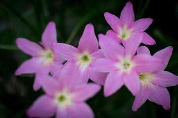 Fototapeta premium pink flower on green background