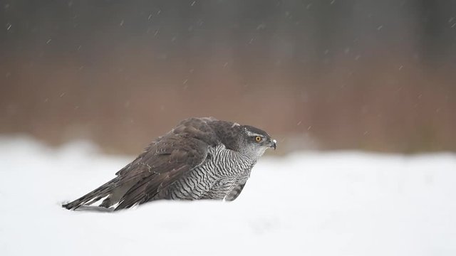 Northern goshawk (Accipiter gentilis)