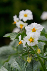 White flowers of a potato crop in summer