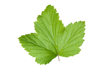 Fototapeta na wymiar currant leaves isolated on white background