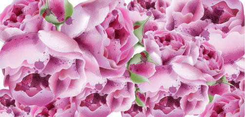 Obraz premium Peonies vector watercolor. Summer exotic floral backgrounds