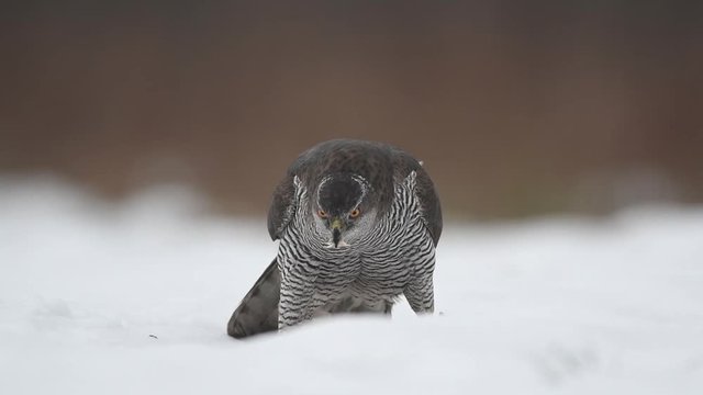 Northern goshawk (Accipiter gentilis)