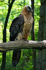 Gypaetus barbatus auteus - Bearded vulture sitting on a branch in an aviary.