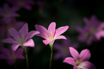 pink flower on green background