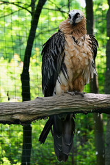 Gypaetus barbatus auteus - Bearded vulture sitting on a branch in an aviary.