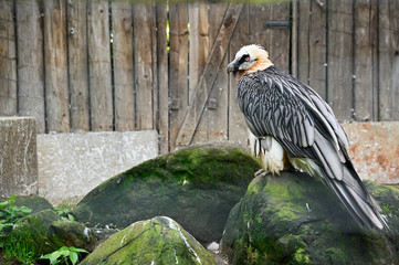 Gypaetus barbatus auteus - Bearded vulture sitting on a branch in an aviary.