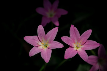 pink flower on black background