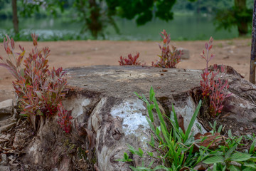 Fototapeta premium Stump on green grass in the garden. Old tree stump in the summer park.