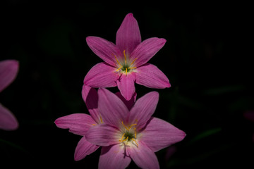 pink flower on black background