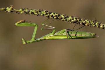 European mantis