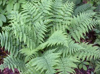 fern in forest