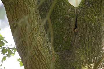 An juvenile Eurasian hoopoe (Upupa epops) sitting in its nest in a old oak ready to be fed Germany Brandenburg. © Bouke