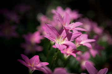 Fototapeta premium pink flower in garden