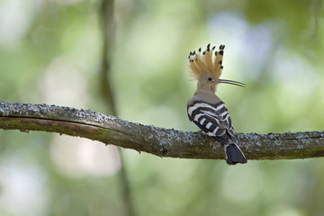 An adult Eurasian hoopoe (Upupa epops) perched in a forest on a branch ready to feed its young in Germany Brandenburg.