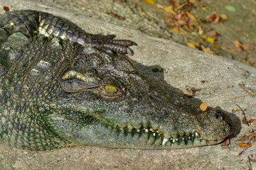 Crocodiles sunbathe on the floor