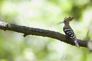 An adult Eurasian hoopoe (Upupa epops) perched in a forest on a branch ready to feed its young in Germany Brandenburg. © Bouke